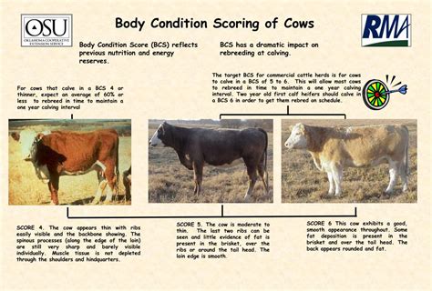 PPT - Body Condition Scoring of Cows PowerPoint ...