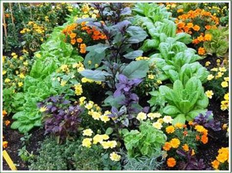 We did not find results for: Companion Planting