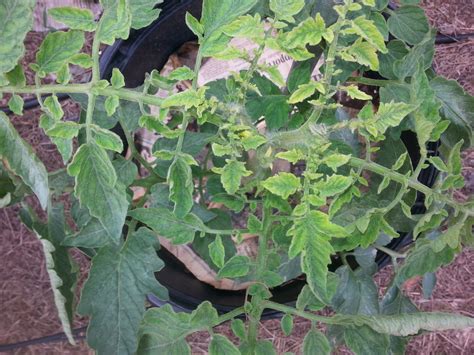 My Tomato Plant New Leaves Are Turning Yellow And Shriveling Up