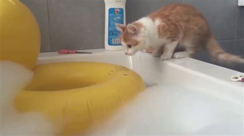 What Happens When A Cat Falls Into The Water？ 当猫咪掉到水里 会发生什么？ Funny Cats