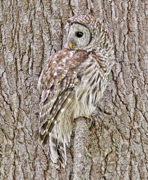 Barred Owl Camouflage Photograph By Jennie Marie Schell Fine Art America