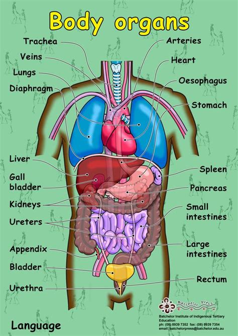 Hepatitis affects what organ of the body? answered by dr. human body parts and organs … | Pinteres…