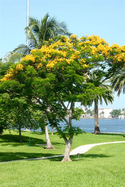Yellow Flowering Trees In South Florida Tabebuia Wikipedia Yellow