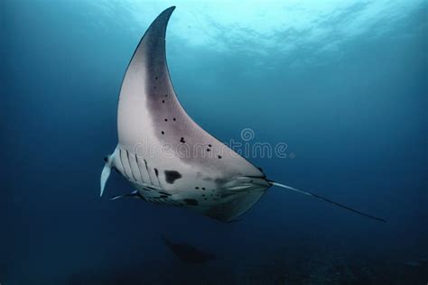 Beautiful Manta Ray Underwater With Scuba Divers Stock Photo Image Of