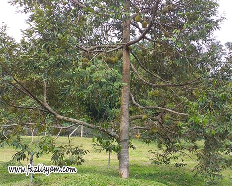 Jika belum maka anda dapat membaca dan menyimak uraian berikut. Pokok Durian Musang King | Segalanya Tentang Tumbuhan...