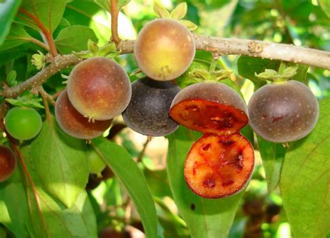Polynesianproducestand Frutas Tropicais Frutas E Vegetais Frutas