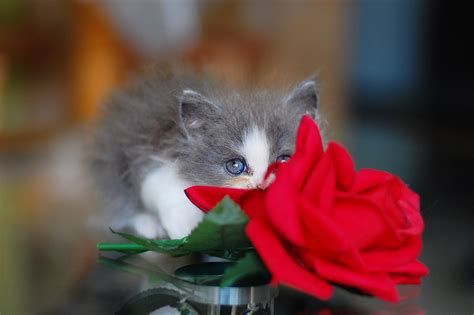 Why Are Cats Attracted To Roses 8 Surprising Reasons