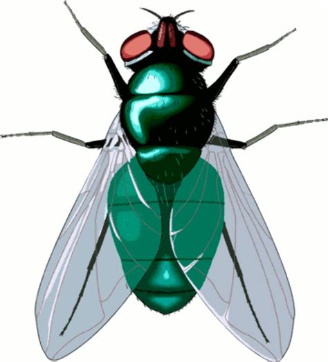 Download High Quality Fly Clipart Insect Transparent Png Images Art