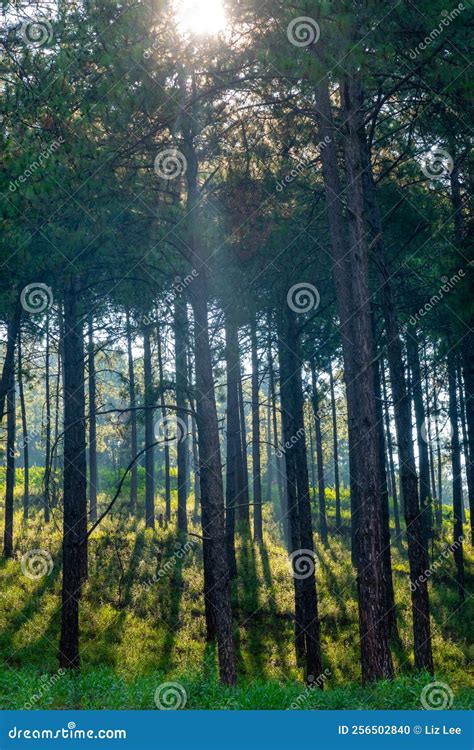 The Sun Shines Through The Treetops Of The Pine Forest On A Sunny