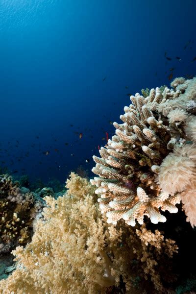 Hawaiian Reef — Stock Photo © Thediver123 3850915