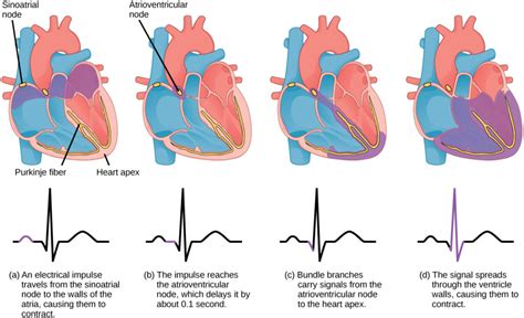 The Cardiac Cycle Biology For Majors Ii