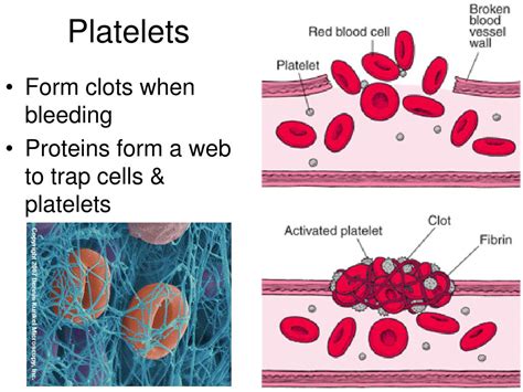 Ppt Blood Powerpoint Presentation Free Download Id5503787