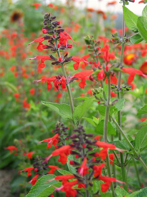 Salvia Texas Hummingbird Sage Uprising Seeds