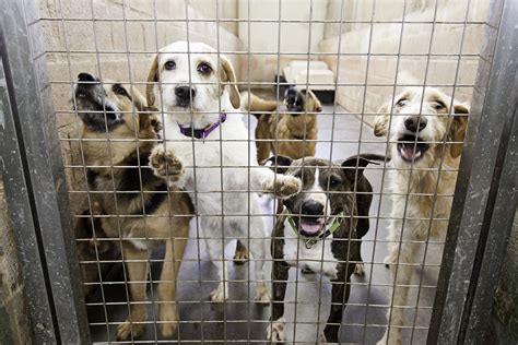 New Import Ban On Rescue Dogs From 100 Countries Condemns Homeless