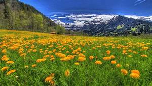 Landscape, Nature, Meadow, With, Yellow, Flowers, Of, Dandelion