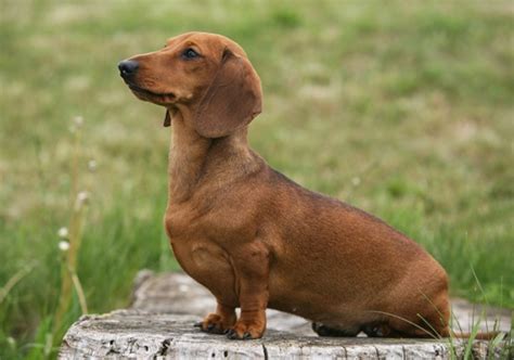 Miniature Dachshund Dog Breed Information Temperament And Health