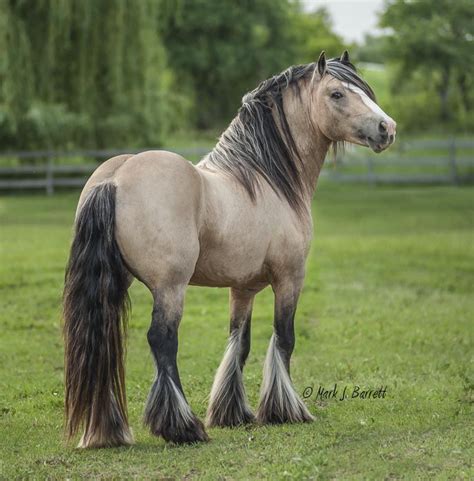 He has had extensive training with world renown gypsy vanner horses are one of the most beautiful horse breeds in the world. Pin on Buckskin Gypsy Vanners ️