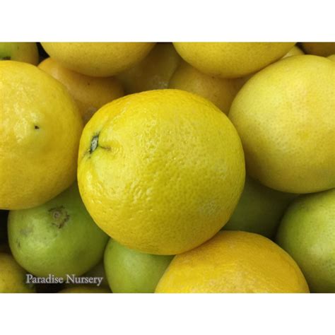 Persian Sweet Lemon From Paradise Nursery In Los Angeles