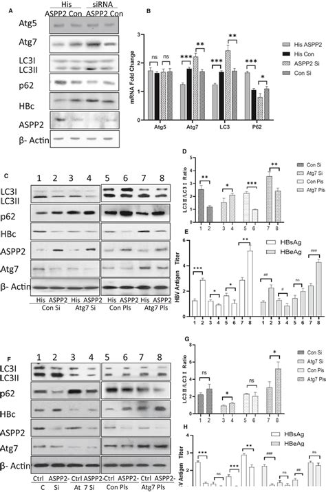 Hepg Cells Were Transfected With Hiscontrol Plasmid Hisaspp