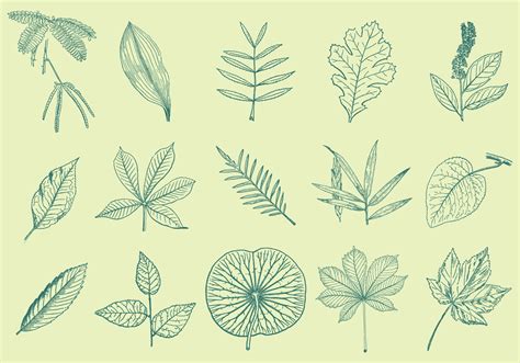 From the bottom right, draw a small curvy line. Leaves Drawings - Download Free Vectors, Clipart Graphics & Vector Art