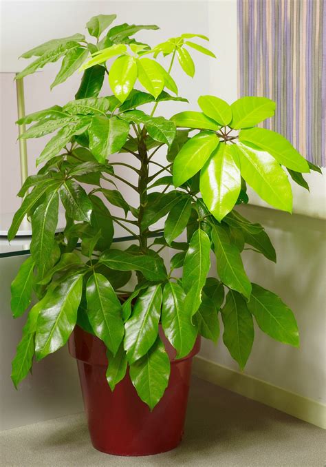 23 Of The Easiest Houseplants You Can Grow Indoor Trees Plant Care