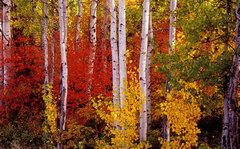 Autumn Birch With Yellow Leaves 90871