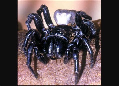 Warning Issued Over Deadly Funnel Web Spider Population Boom In