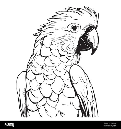 Cockatoo head line vector illustration isolated on white background