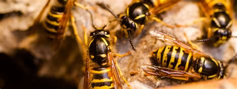 Pest controllers do not apply bee treatments unless there's a serious threat to human life. Mr Bees Knees - Pest services provided by Bees Knees from ...