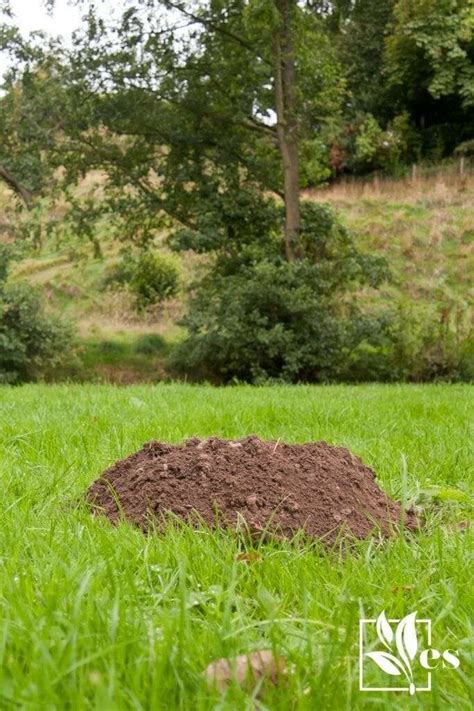List Of 10 What Animal Digs Holes In Yard At Night