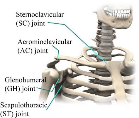 In human anatomy, the shoulder joint comprises the part of the body where the humerus attaches to the scapula, the head sitting in the glenoid fossa. Joints located at the shoulder complex 7 | Download ...