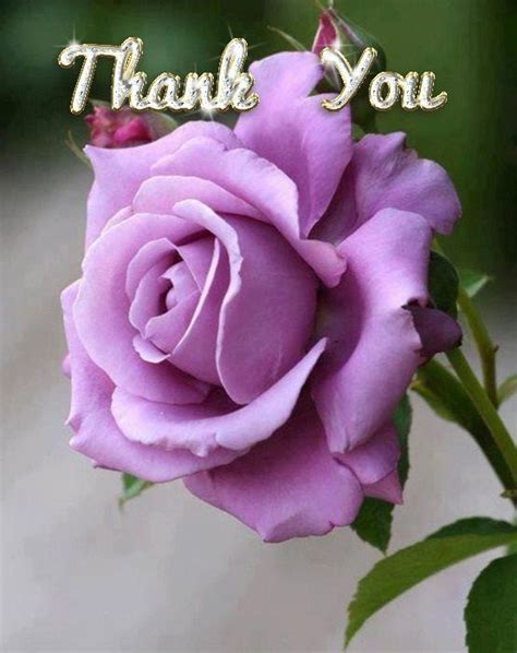 Thank You White Roses Red Roses Rose Flowers Beautiful Roses Most