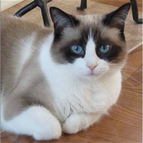 Siamese cats originated in thailand in the 14th century and are descendants of the siamese cat is one of the most extroverted and social cats in the world. Snowshoe Cat - Knowledge Base LookSeek.com