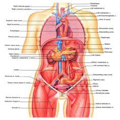 Female anatomy includes the external genitals, or the vulva, and the internal reproductive organs. Female Human Body Diagram Of Organs Human Body Inner ...
