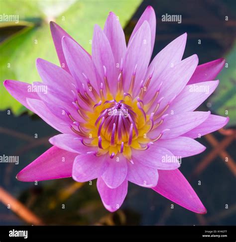 Purple Lotus Flower In Vientiane Laos Nelumbonaceae The Lotus Lily