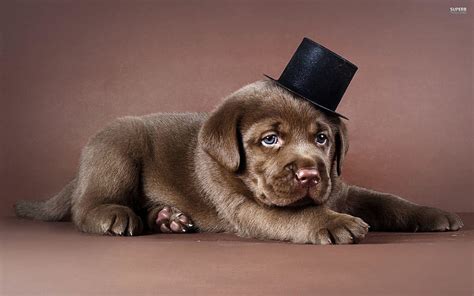 Chocolate Lab Lab Hat Dog Puppy Hd Wallpaper Peakpx
