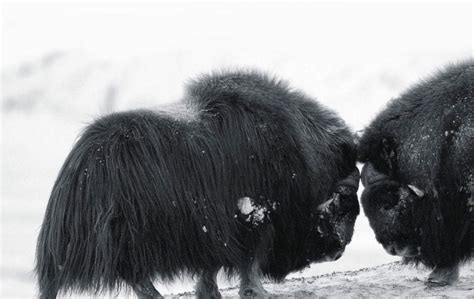 Qiviut And Co The Musk Ox Survivor Of The Ice Age