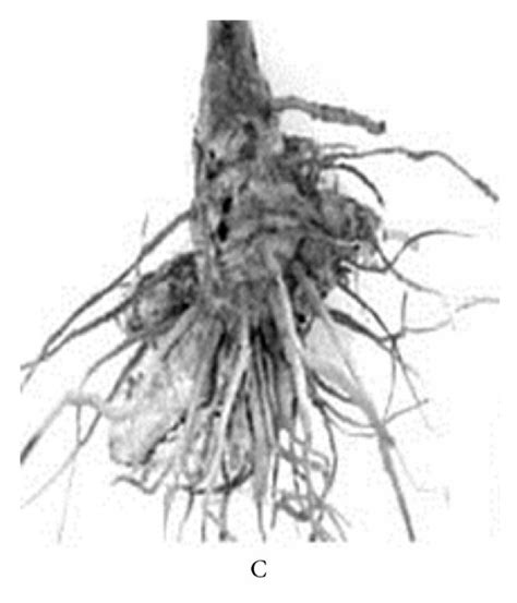 Turmeric Rhizomes Showing Disease Severity Of Rotting Ccontrol