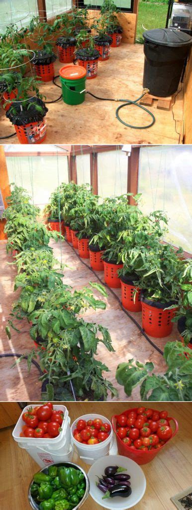How To Grow Tomato Plants In Buckets Icreatived