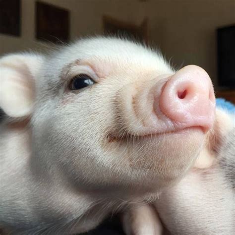 Imagem de Porcos fofos por 𝖒𝖆𝖍 em little pig Porcos bebê Animais