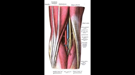 Tibial Nerve Common Peroneal Nerve Youtube