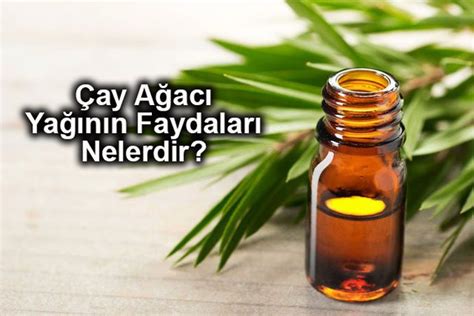Apr 21, 2017 · tea tree oil is an essential oil that may have benefits for skin, hair and nails. Çay Ağacı Yağı Faydaları Nelerdir?