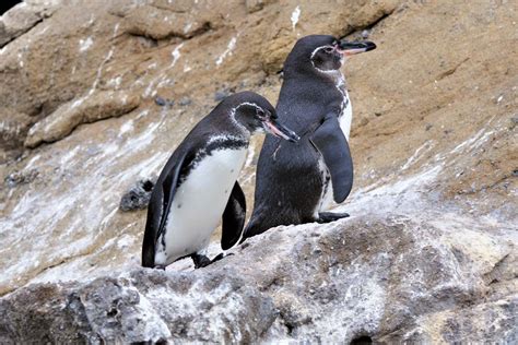 Galapagos Penguin Endangered Species Habitat And Diet Britannica