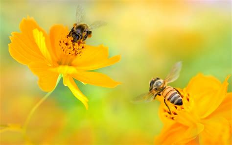 They find flowers that are blue, purple and yellow most appealing. Bees Over Pretty Yellow Flowers HD wallpaper