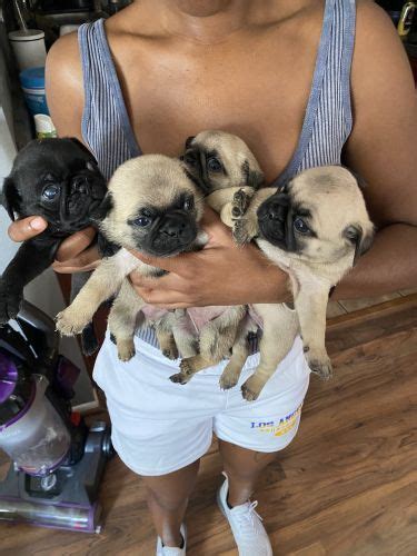 Pug Puppies For Sale Scottsdale AZ Petzlover In 2022 Schnauzer