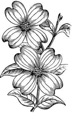 Make sure you also check out any of the hundreds of drawing tutorials grouped by. Illustration showing Flowering dogwood (Cornus florida), a ...