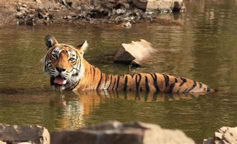 Story Of The Tigress Machli The Most Famous Tiger Of Ranthambore National Park Ranthambore