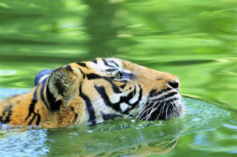 Tiger Of Sumatra Swimming In The Jungle Royalty Free Stock Photo Image 4837065
