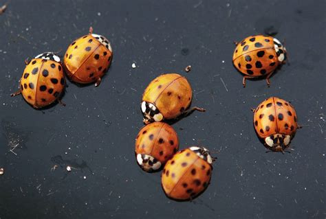 Massive Ladybug Swarm Over California Shows Up On Radar Las Vegas