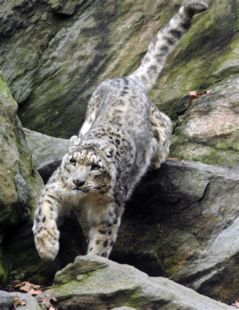 Snow Leopards 32 Other Species Receive Protection In